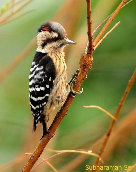 Grey-capped pygmy woodpecker Oriental Bird Club Image Database Greycapped Pygmy Woodpecker