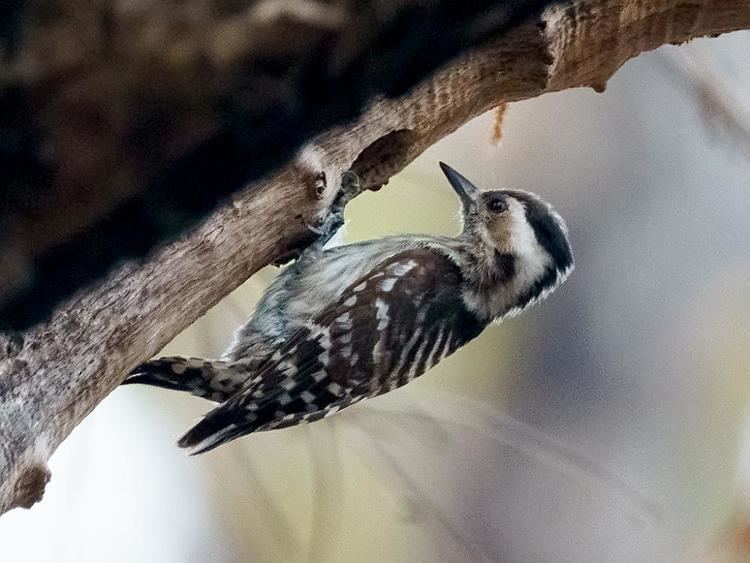 Grey-capped pygmy woodpecker Greycapped Woodpecker Picoides canicapillus videos photos and