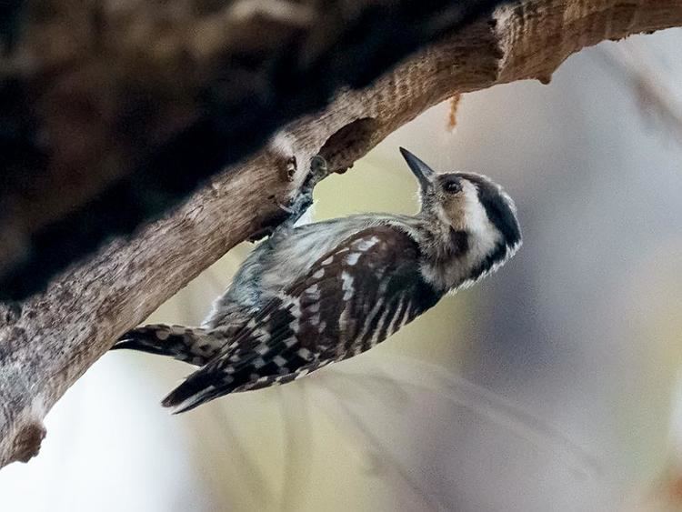 Grey capped pygmy woodpecker - Alchetron, the free social encyclopedia