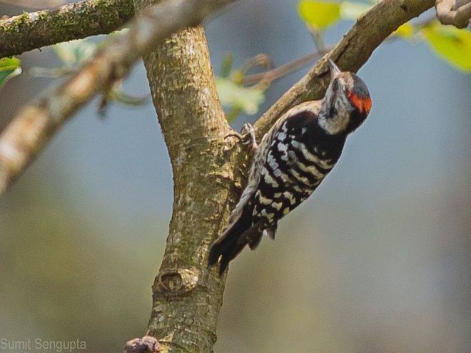 Grey-capped pygmy woodpecker orientalbirdimagesorgimagesdatagraycappedpyg