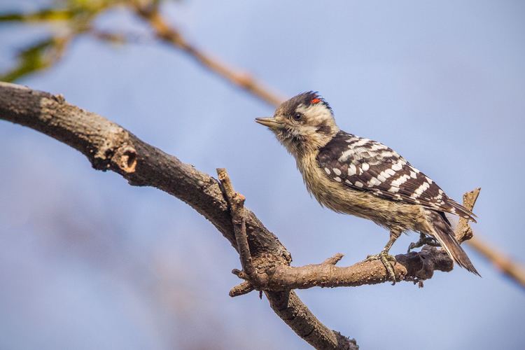 Grey-capped pygmy woodpecker Greycapped Pygmy Woodpecker Dendrocopos canicapillus Picidae