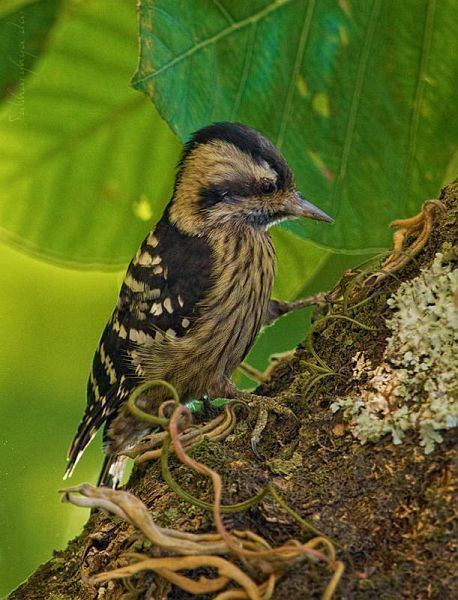 Grey-capped pygmy woodpecker Oriental Bird Club Image Database Greycapped Pygmy Woodpecker