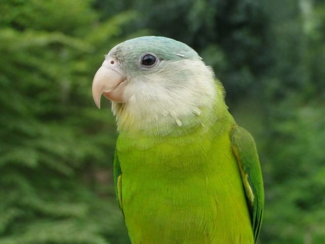 Grey-cheeked parakeet The Greycheeked Parakeet amp Other Brotogeris Greycheeked Parakeet