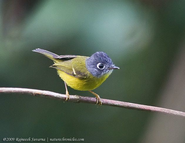 Grey-cheeked warbler Oriental Bird Club Image Database Greycheeked Warbler Seicercus