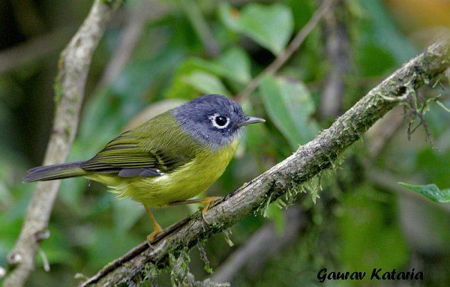 Grey-cheeked warbler Oriental Bird Club Image Database Greycheeked Warbler Seicercus