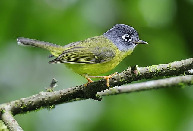 Grey-cheeked warbler Oriental Bird Club Image Database Greycheeked Warbler Seicercus