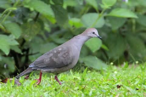 Grey-chested dove More on Leptotila cassini Greychested Dove