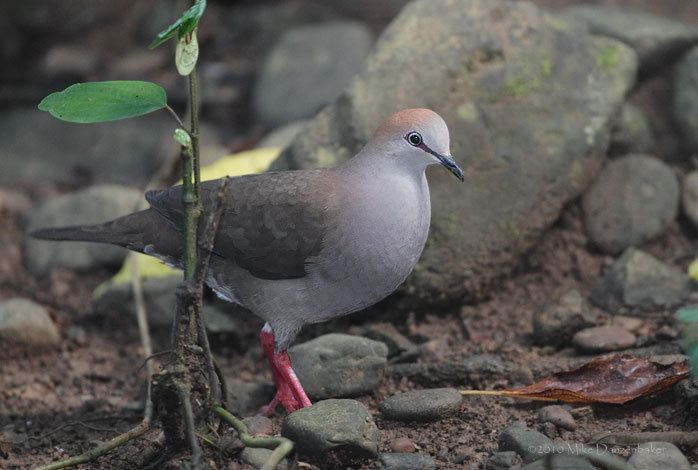 Grey-chested dove Graychested Dove Leptotila cassinii Photo Image