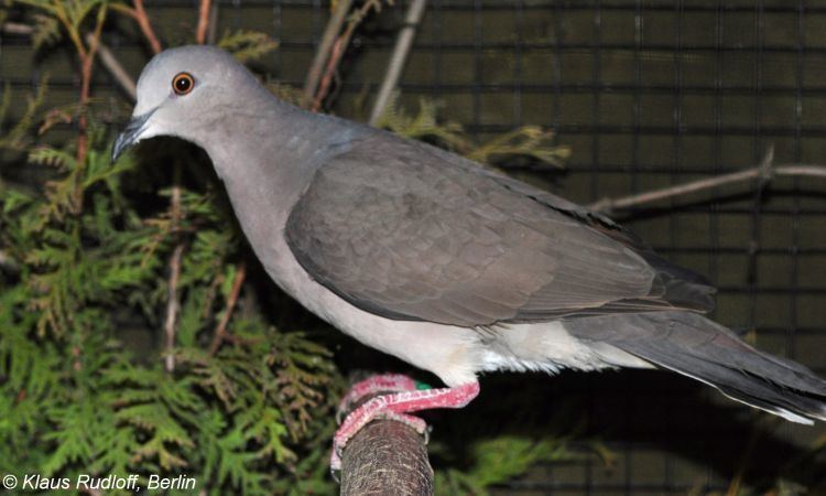 Grey-chested dove Image Leptotila cassini Greychested Dove BioLibcz