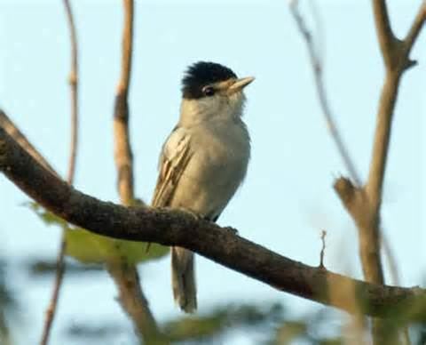 Grey-collared becard More on Pachyramphus major Graycollared Becard