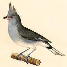Grey-crested finch httpsuploadwikimediaorgwikipediacommonsthu