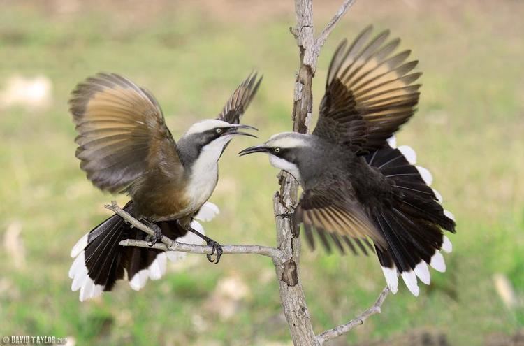 Grey-crowned babbler Greycrowned Babbler Pomatostomus temporalis videos photos and