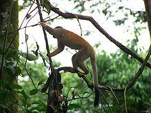 Grey-crowned Central American squirrel monkey uploadwikimediaorgwikipediacommonsthumb772