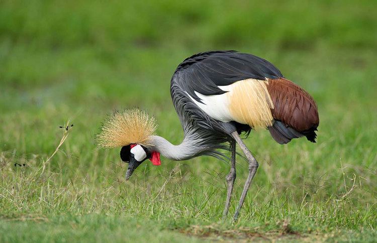 Grey crowned crane 5 Interesting Facts About Grey Crown Cranes Hayden39s Animal Facts