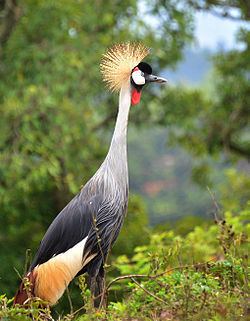Grey crowned crane httpsuploadwikimediaorgwikipediacommonsthu