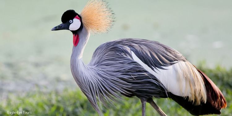 Grey crowned crane Grey Crownedcrane unique vocalist beauty