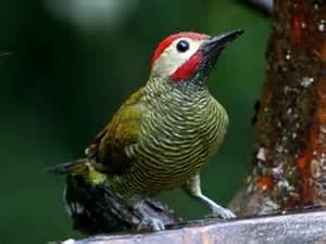 Grey-crowned woodpecker wwwtaenoscomimgITISPiculusauriculariscarpin