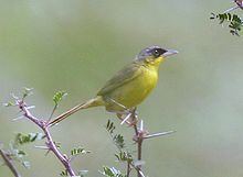 Grey-crowned yellowthroat httpsuploadwikimediaorgwikipediacommonsthu