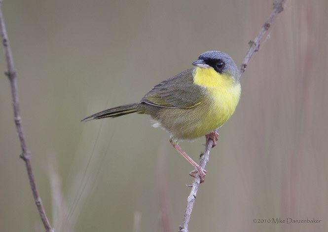 Grey-crowned yellowthroat Graycrowned Yellowthroat Geothlypis poliocephala Photo Image