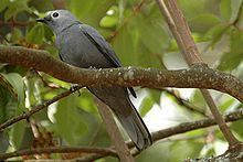 Grey cuckooshrike httpsuploadwikimediaorgwikipediacommonsthu