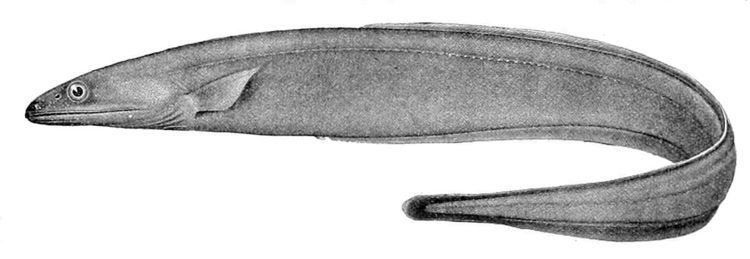 Grey cutthroat eel