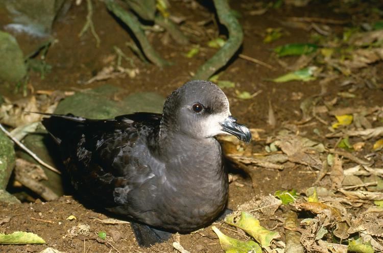 Grey-faced petrel Greyfaced petrel New Zealand Birds Online