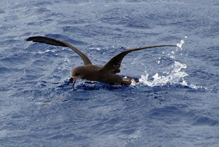 Grey-faced petrel nzbirdsonlineorgnzsitesallfiles1200156Greyf