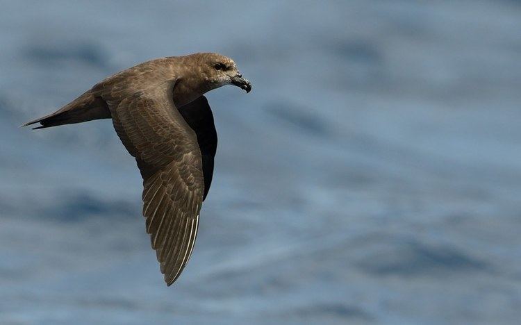 Grey-faced petrel WPANew Zealand Prelude