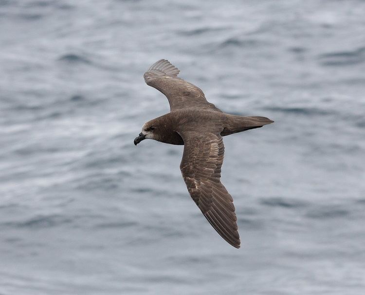 Grey-faced petrel Greyfaced petrel New Zealand Birds Online