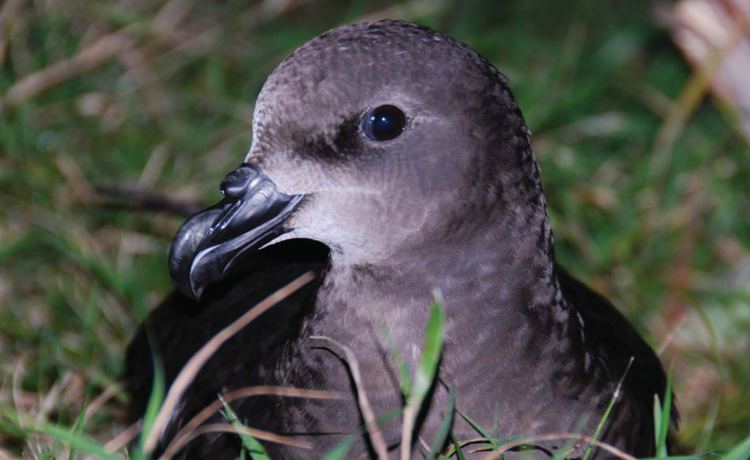 Grey-faced petrel The reestablishment of a customary harvest of kuia greyfaced