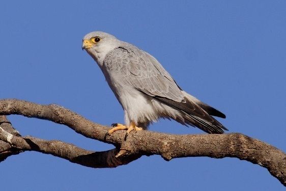 Grey falcon Australian Wildlife Conservancy