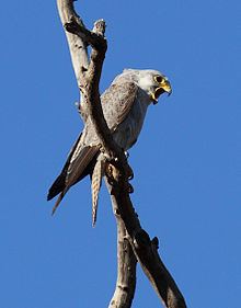 Grey falcon httpsuploadwikimediaorgwikipediacommonsthu