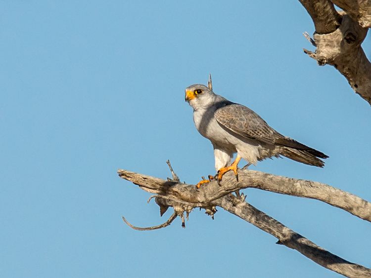 Grey falcon Grey Falcon Canberra Birds