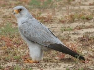 Grey falcon Grey Falcon study by Jonny Schoenjahn