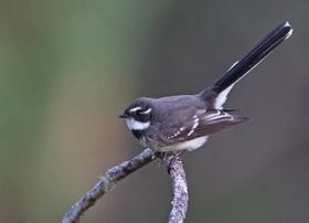 Grey fantail Grey Fantail BirdLife Australia