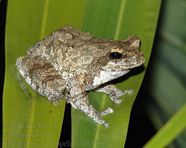 Grey foam-nest tree frog Pnovnice jin Grauer Baumfrosch Nogolotka siwa