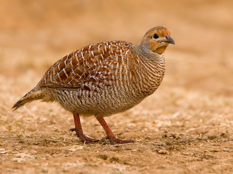 Grey francolin FileGrey francolin bngpng Wikimedia Commons