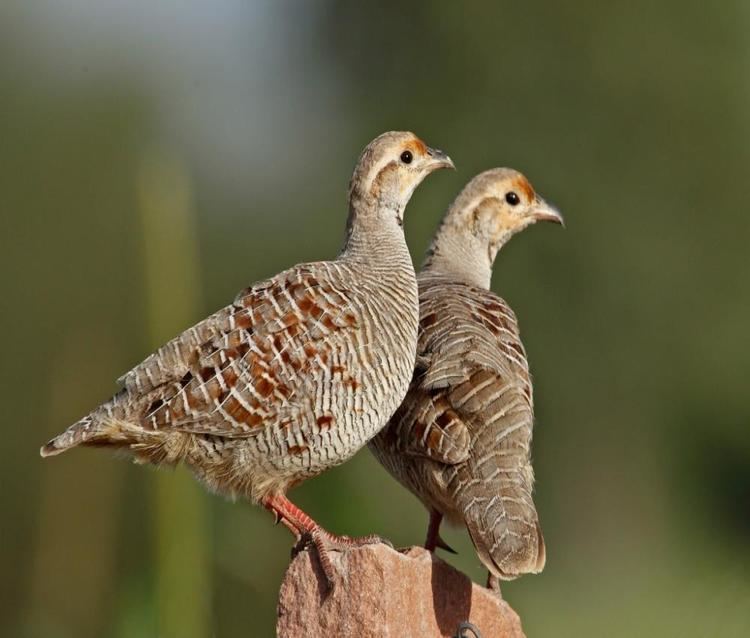 Grey francolin Grey Francolin BirdsIITK