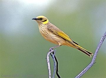 Grey-fronted honeyeater Greyfronted Honeyeater Australian Birds photographs by Graeme