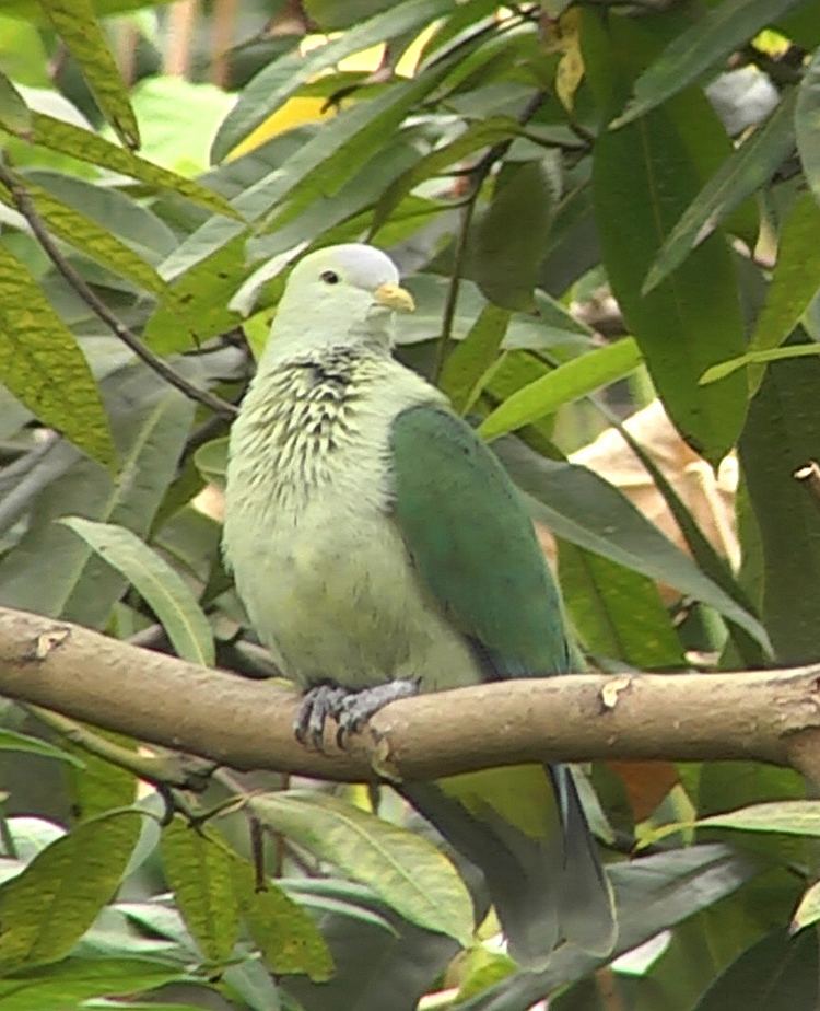 Grey-green fruit dove httpsuploadwikimediaorgwikipediacommonsff