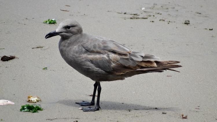 Grey gull Grey Gull Larus modestus videos photos and sound recordings the