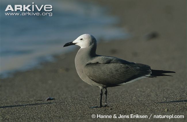 Grey gull cdn2arkiveorgmedia9B9B8D8B5AA2E84E4995A57