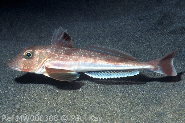 Grey gurnard Fish ID Marine Sussex Angling Media