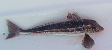 Grey gurnard A fish blogcomThe fish that snarl Grey Gurnard