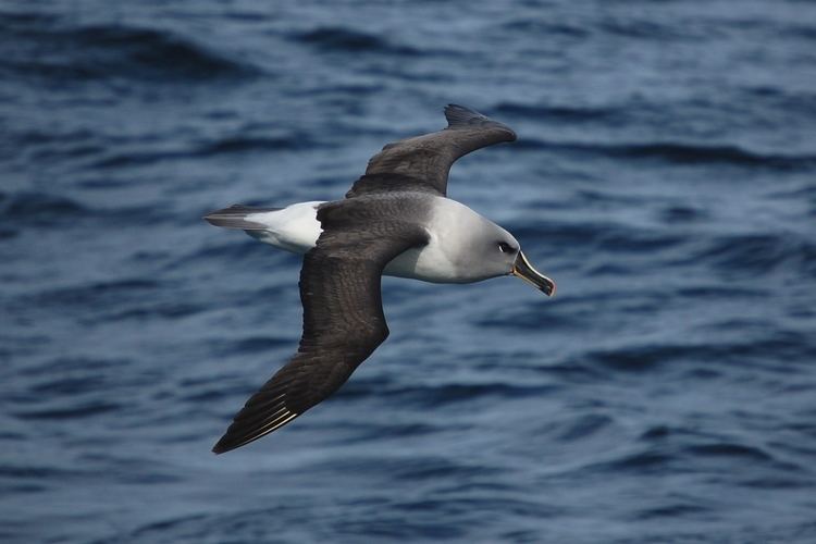 Grey-headed albatross FileGreyheaded albatross 0690jpg The Work of God39s Children