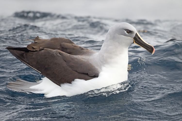 Grey-headed albatross httpsuploadwikimediaorgwikipediacommons11