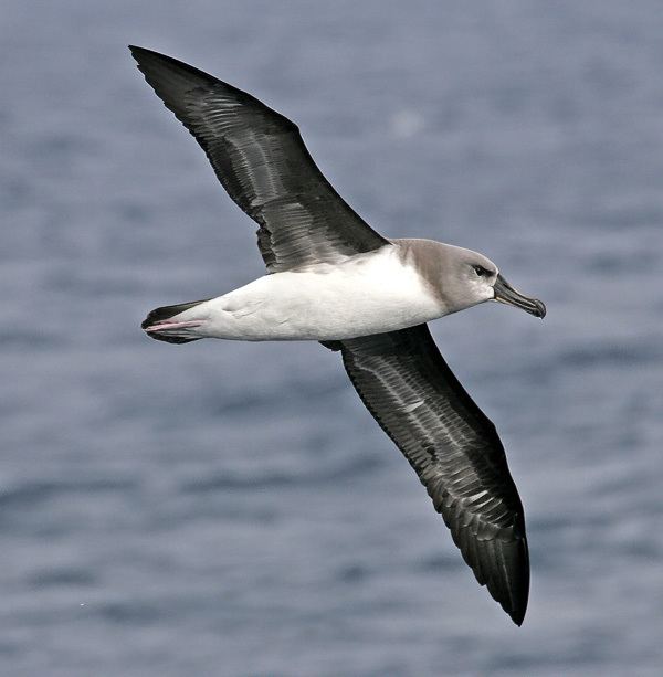 Grey-headed albatross Surfbirds Online Photo Gallery Search Results