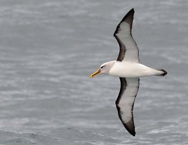 Grey-headed albatross Fastest flier in horizontal flight Greyheaded albatross 9 birds