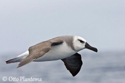 Grey-headed albatross Greyheaded Albatross