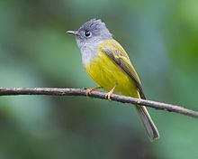 Grey-headed canary-flycatcher httpsuploadwikimediaorgwikipediacommonsthu